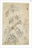 Drawing for the west wall of the Painted Hall by James Thornhill