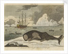 The spermwhale brought to Greenland dock by unknown