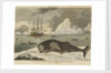 The spermwhale brought to Greenland dock by unknown