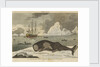 The spermwhale brought to Greenland dock by unknown