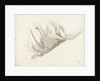 Study of the folds of a lady's skirt by Margaret Louisa Herschel