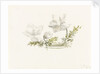 Study of a flower arrangement - possibly Christmas roses by Margaret Louisa Herschel