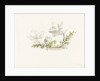 Study of a flower arrangement - possibly Christmas roses by Margaret Louisa Herschel