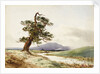 View of a tree near a river with cattle drinking and purple hill beyond by John Frederick William Herschel