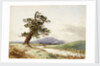 View of a tree near a river with cattle drinking and purple hill beyond by John Frederick William Herschel