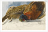 Study of a brace of pheasants by Matilda Rose Herschel
