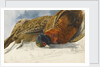 Study of a brace of pheasants by Matilda Rose Herschel