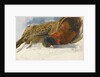 Study of a brace of pheasants by Matilda Rose Herschel