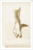 Study of a foot and ankle by Margaret Louisa Herschel