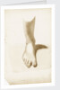 Study of a foot and ankle by Margaret Louisa Herschel