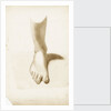 Study of a foot and ankle by Margaret Louisa Herschel
