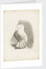 Study of a foot with toes bent by Matilda Rose Herschel