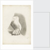 Study of a foot with toes bent by Matilda Rose Herschel