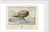 La Grosse Pierre sur le Glacier de Vorderaar. Canton de Berne Province d'Oberhasbi by unknown
