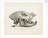 Head of the extinct species of Hyaena, found in diluvial clay at Lawford near Rugby by T. Webster