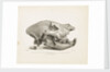 Head of the extinct species of Hyaena, found in diluvial clay at Lawford near Rugby by T. Webster
