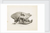 Head of the extinct species of Hyaena, found in diluvial clay at Lawford near Rugby by T. Webster