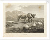 Cattle by Robert Hills
