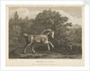 Horse at Play by George Stubbs
