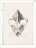 Superior & Frontal View of the Hyaena's Skull from Lawford by G. Scharf
