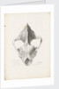 Superior & Frontal View of the Hyaena's Skull from Lawford by G. Scharf