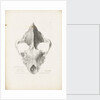 Superior & Frontal View of the Hyaena's Skull from Lawford by G. Scharf