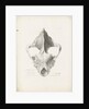 Superior & Frontal View of the Hyaena's Skull from Lawford by G. Scharf