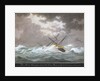 Brig schooner 'Cosmopolitan' of Ipswich by Nicholas Cammillieri