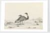 Sketch of emus by Harry Edmund Edgell