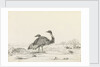 Sketch of emus by Harry Edmund Edgell