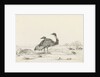 Sketch of emus by Harry Edmund Edgell