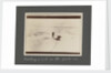 Catching a seal in the pack-ice from National Antarctic Expedition photo album by Sir Ernest Henry Shackleton