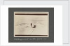 Catching a seal in the pack-ice from National Antarctic Expedition photo album by Sir Ernest Henry Shackleton