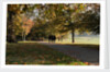 Autumnal image of the Royal Greenwich Park. by National Maritime Museum