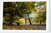 Autumnal image of the Royal Greenwich Park by National Maritime Museum