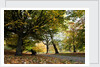 Autumnal image of the Royal Greenwich Park by National Maritime Museum