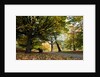 Autumnal image of the Royal Greenwich Park by National Maritime Museum
