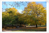 Autumnal image of the Royal Greenwich Park by National Maritime Museum