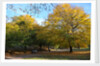 Autumnal image of the Royal Greenwich Park by National Maritime Museum