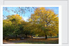 Autumnal image of the Royal Greenwich Park by National Maritime Museum