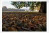 Autumnal image of the Royal Greenwich Park with the Queens House in the distance. by National Maritime Museum