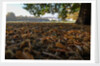 Autumnal image of the Royal Greenwich Park with the Queens House in the distance. by National Maritime Museum