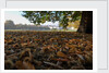Autumnal image of the Royal Greenwich Park with the Queens House in the distance. by National Maritime Museum