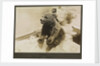 Photograph of the mascot bear cub 'Trotsky', on HMS 'Ajax' 1921. From an album relating to the naval career of Philip F. P. Blackwell, 1920-1922 by Philip F. P. Blackwell