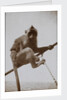 Photograph of a monkey, from an album relating to the naval service of Arthur Bedworth in the Merchant Navy as a radio officer by Arthur Bedworth