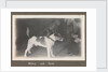 Service career of Lieutenant V. N. Surtees 1926-8 in HMS 'Emerald' (1920). 'Nelson and Spot' monkey on dog's back, page 177 by Lieutenant V. N. Surtees