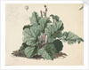 Rhubarb plant by Edward William Cooke