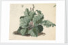 Rhubarb plant by Edward William Cooke