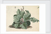 Rhubarb plant by Edward William Cooke