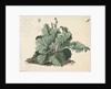 Rhubarb plant by Edward William Cooke